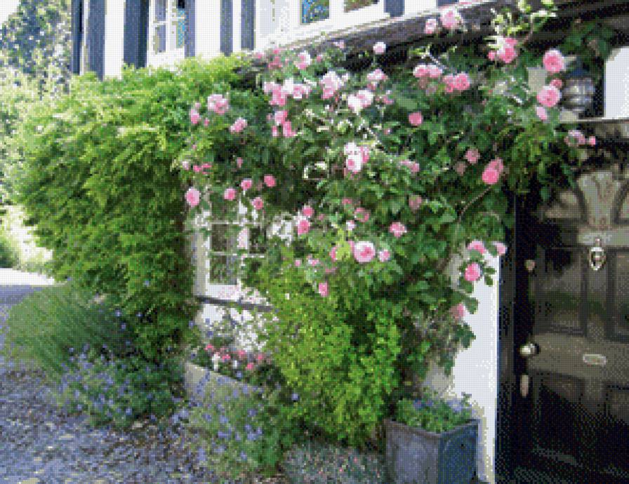 Розы - цветы, розы - предпросмотр