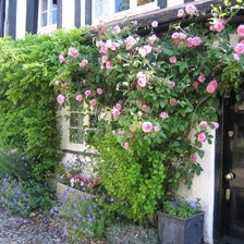 Схема вышивки «Розы»