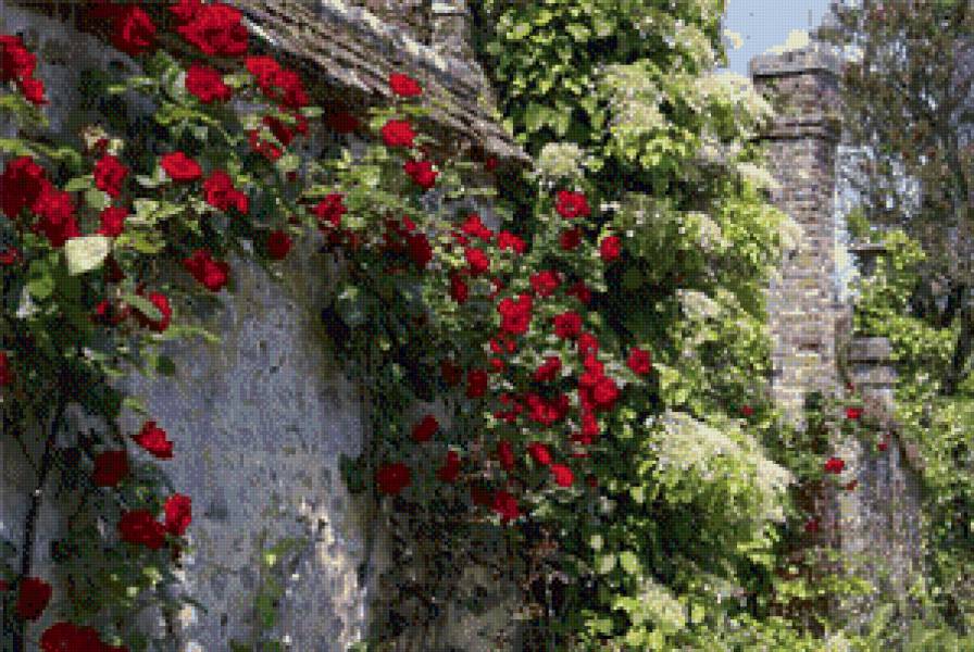 Розы - розы, цветы - предпросмотр