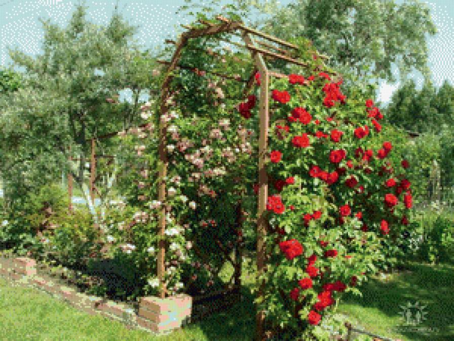 Розы - зелень, розы, цветы - предпросмотр