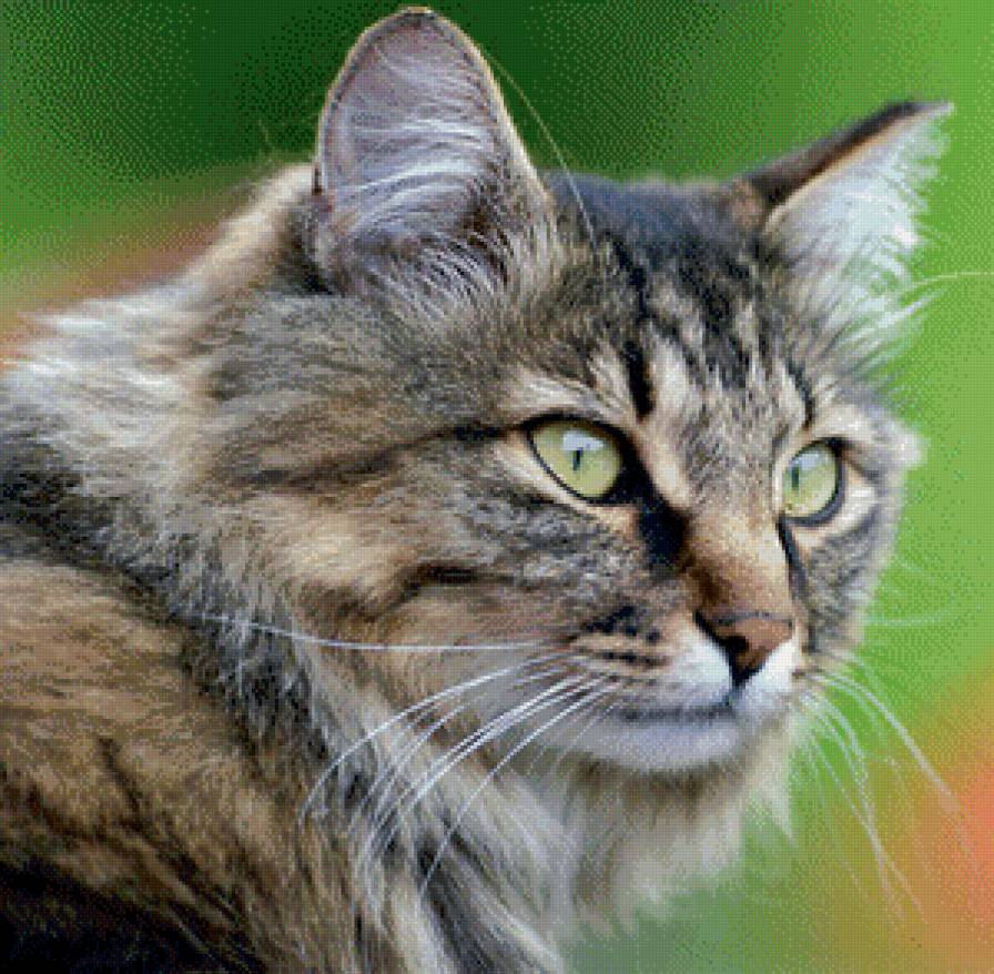 киса - кошка, киса - предпросмотр