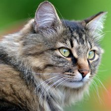 Схема вышивки «киса»