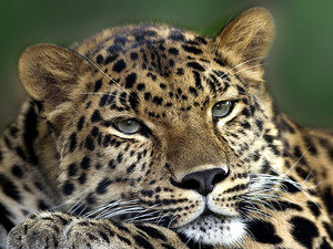 леопард - животные, природа - оригинал