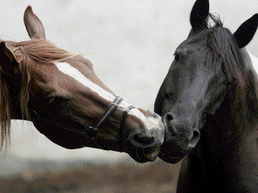 Влюбленная парочка - любвоь, лошади, животные - предпросмотр