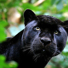 Схема вышивки «Пума»