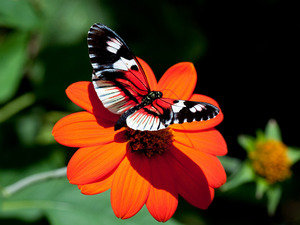 №554157 - цветы, природа, бабочка - оригинал