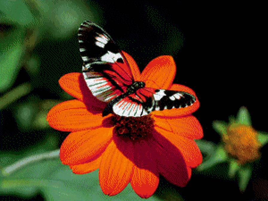 №554157 - природа, цветы, бабочка - предпросмотр