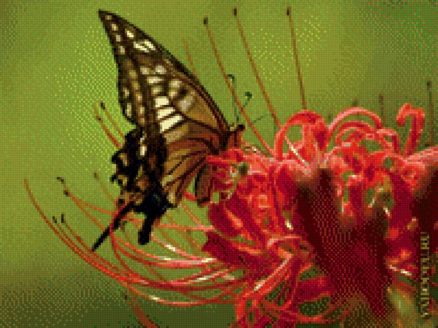 тропики - бабочки, цветы - предпросмотр