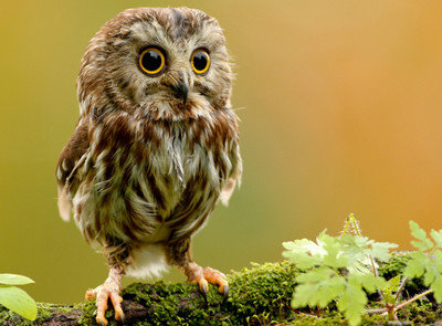 совенок - птицы - оригинал