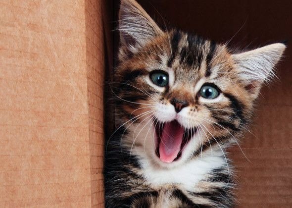 Я тебя съем - оригинал