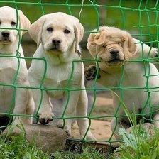 Схема вышивки «Песики»