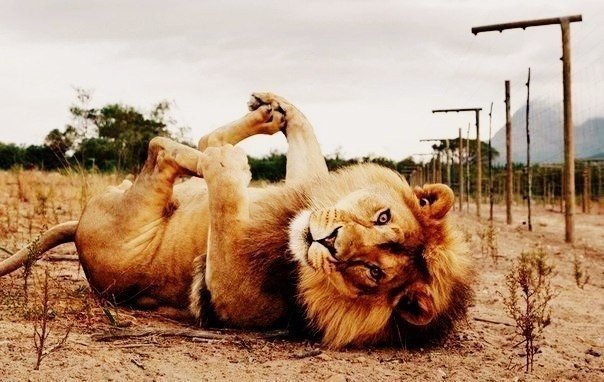 Игривая киска - оригинал