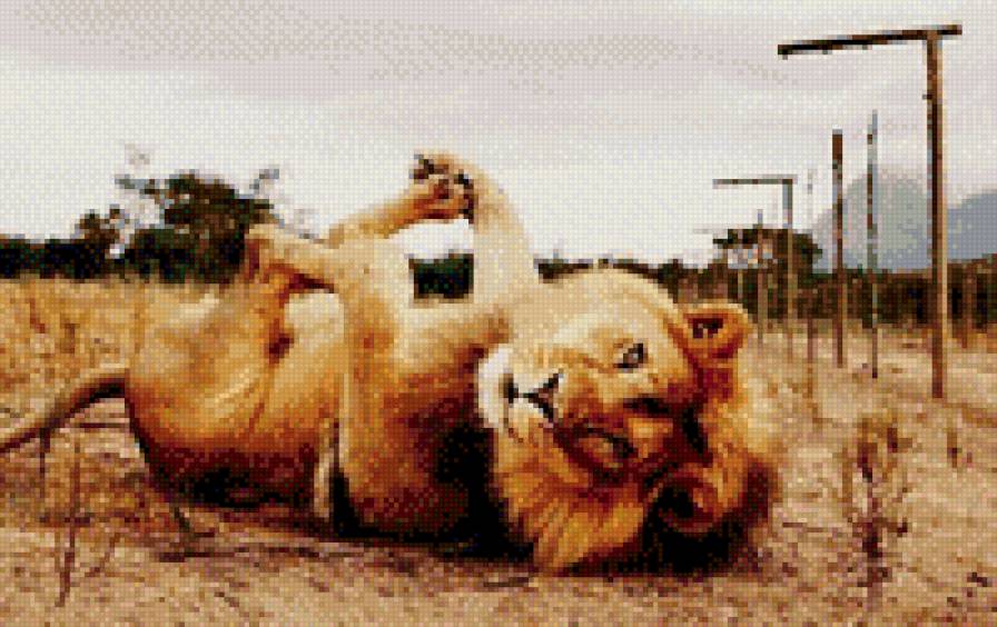 Игривая киска - предпросмотр