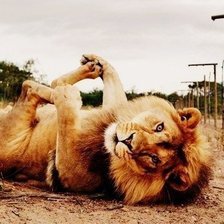 Схема вышивки «Игривая киска»