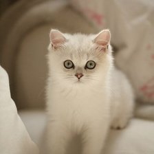 Схема вышивки «Снежок»