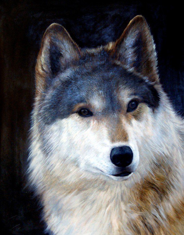 Волк - животные - оригинал