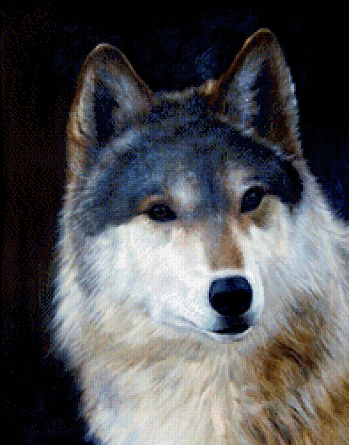 Волк - животные - предпросмотр