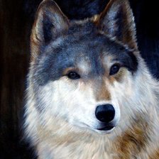 Схема вышивки «Волк»