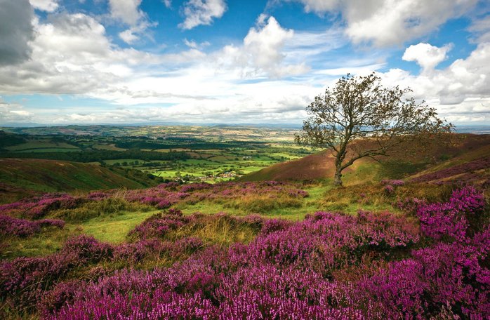 пейзаж с цветами - пейзаж цветы - оригинал