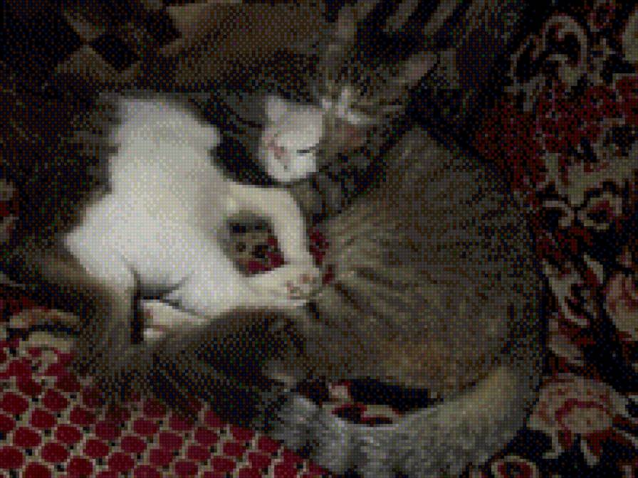 Сони - кот, кошки, животные - предпросмотр