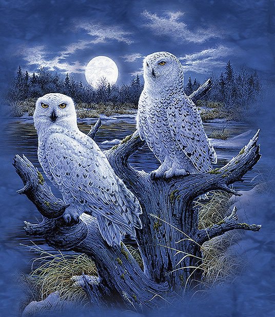полярные совы - пара, хищник, луна, птицы, полярная сова, ночь, сова, совы - оригинал