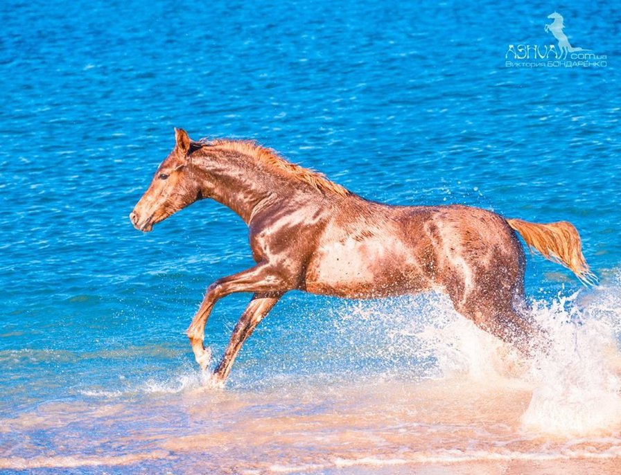 Лошадка - оригинал