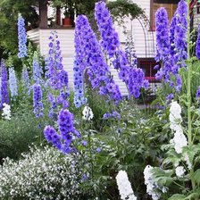 Схема вышивки «цветы у дома»