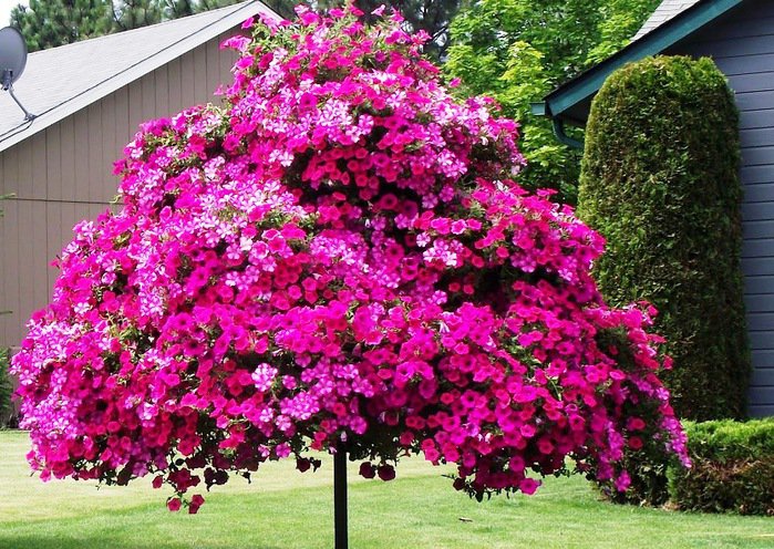 цветы у дома - оригинал