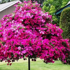 Схема вышивки «цветы у дома»