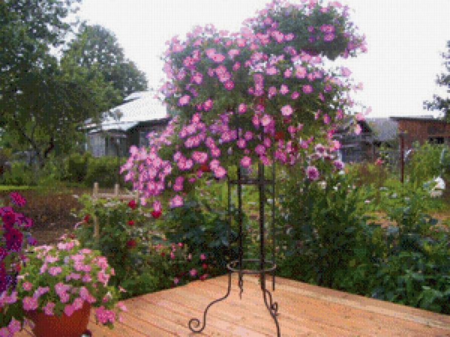 цветы у дома - цветы.дом - предпросмотр