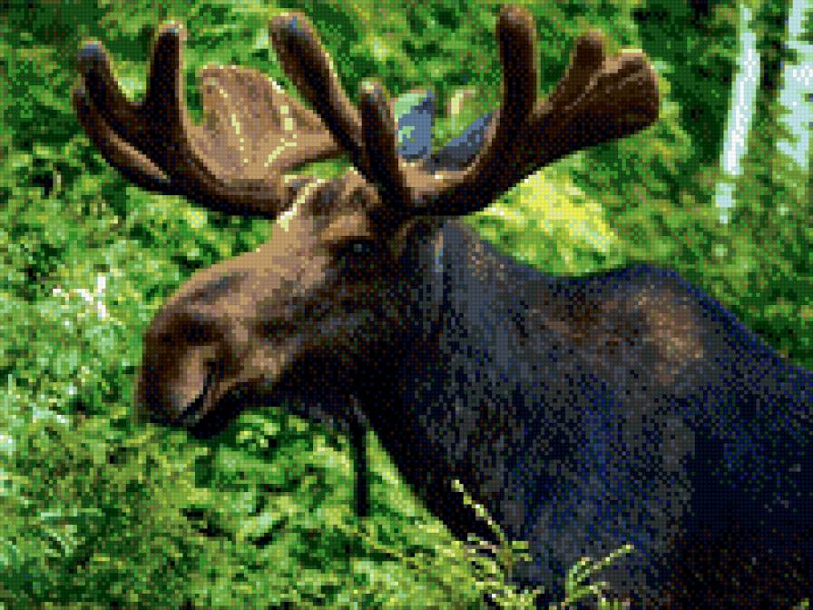 Лось - животные - предпросмотр