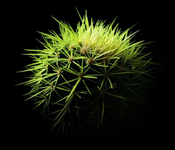 кактус - цветы, кактусы, кактус - оригинал