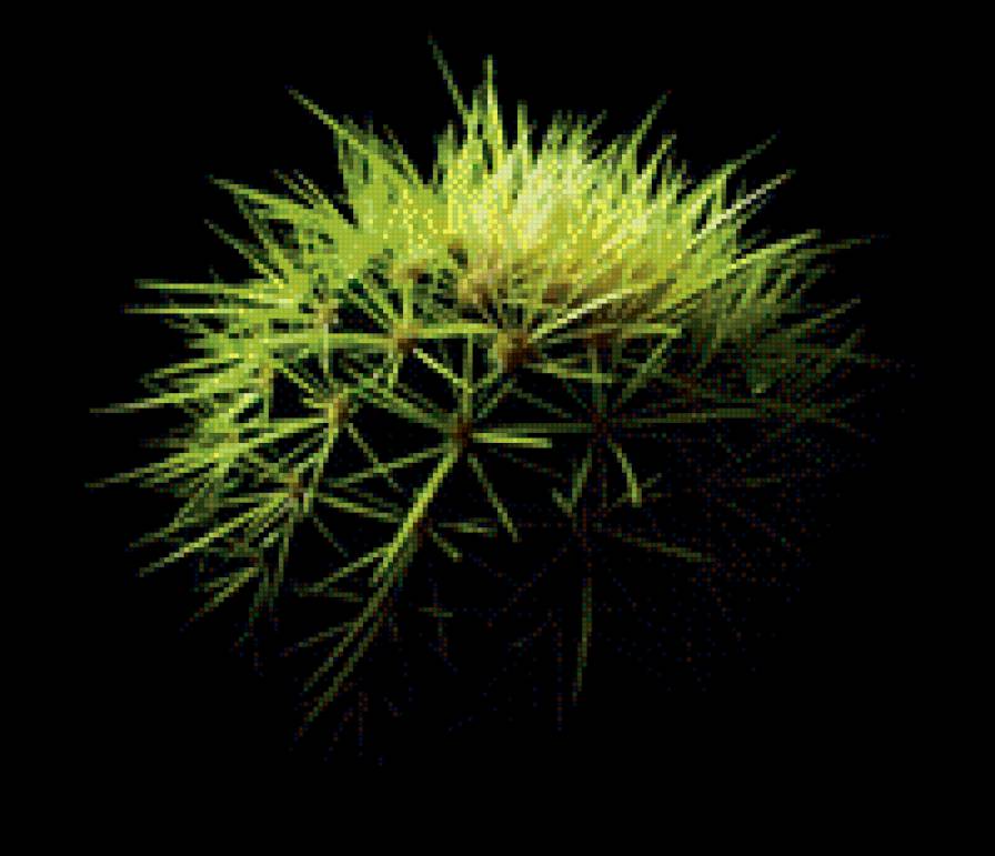 кактус - цветы, кактус, кактусы - предпросмотр