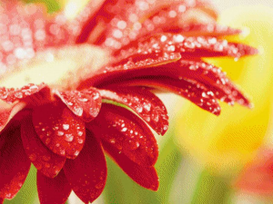 Герберы - цветы - предпросмотр