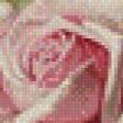 Предпросмотр схемы вышивки «розы» (№555060)