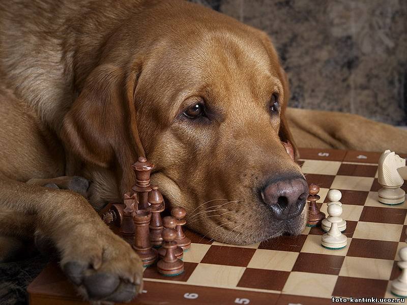 верный друг - оригинал