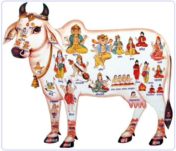 Корова Сурабхи - бог, корова, сурабхи, индия, веды - оригинал
