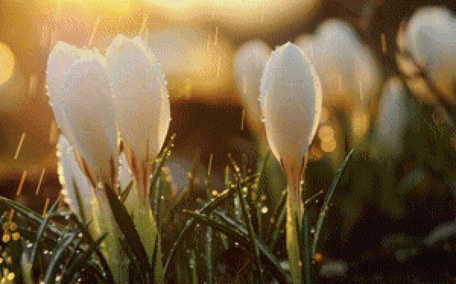 Подснежники в росе - роса, цветы, подснежники, утро - предпросмотр