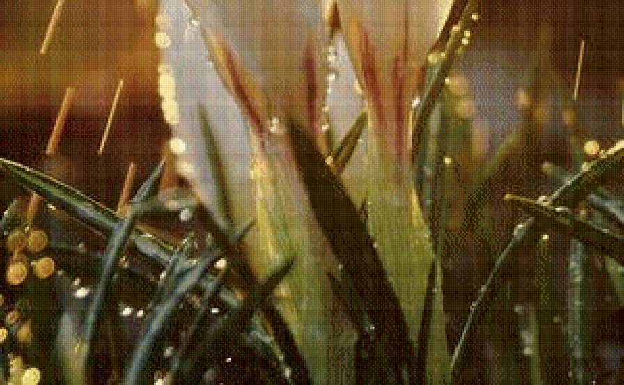 Подснежники в росе ч.3 - утро, цветы, роса, подснежники - предпросмотр