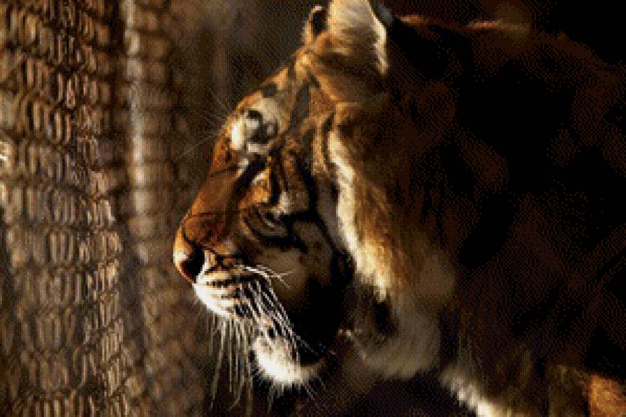 Тигр - тигр, хищник - предпросмотр