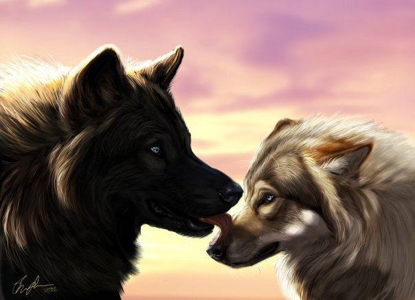 Коллекция "волки" - оригинал