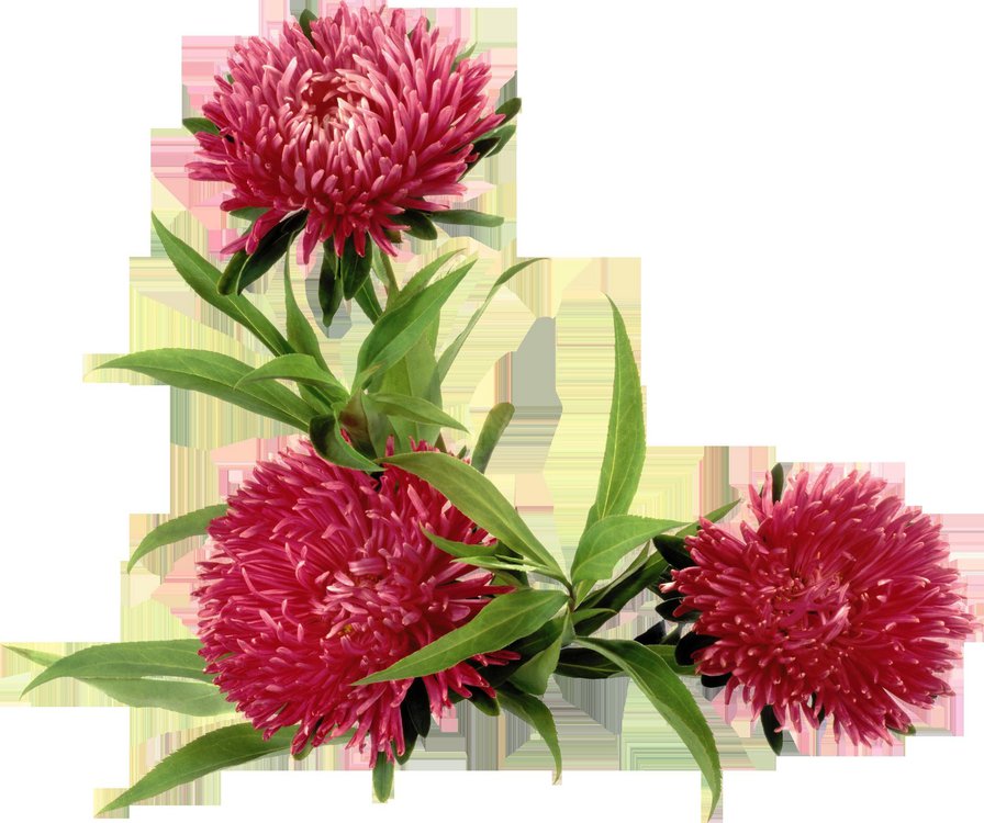 астры - цветы, красота, природа - оригинал