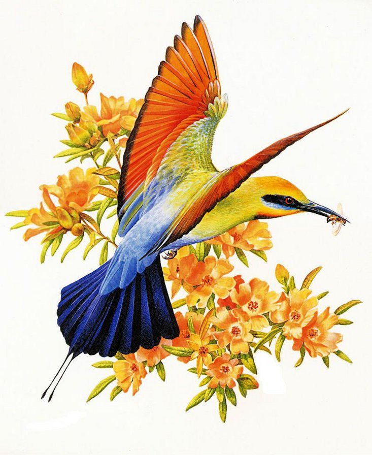 зимородок - птицы, пейзаж, природа, зимородок, цветы - оригинал