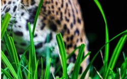 леопард часть 4 - животные - оригинал