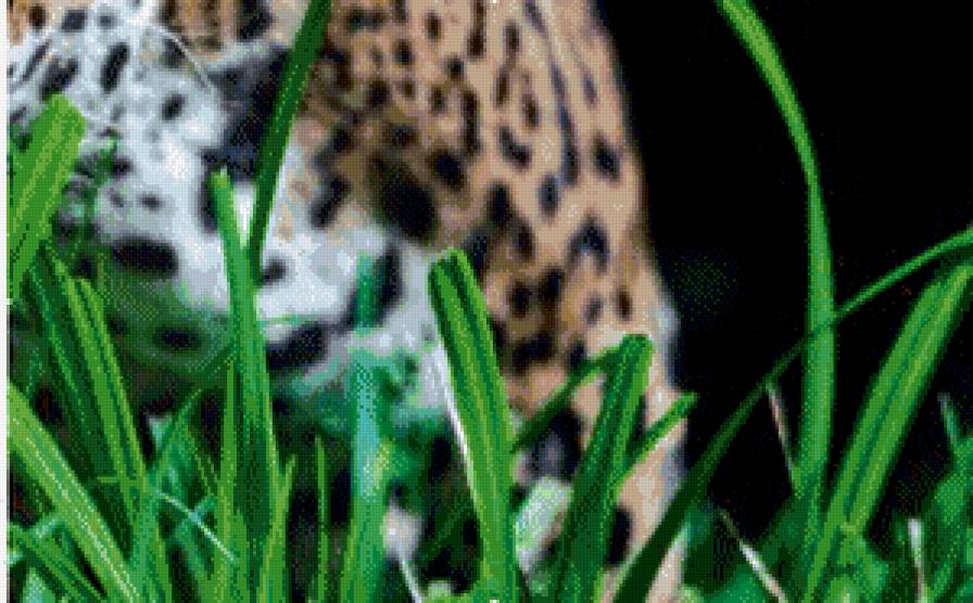 леопард часть 4 - животные - предпросмотр