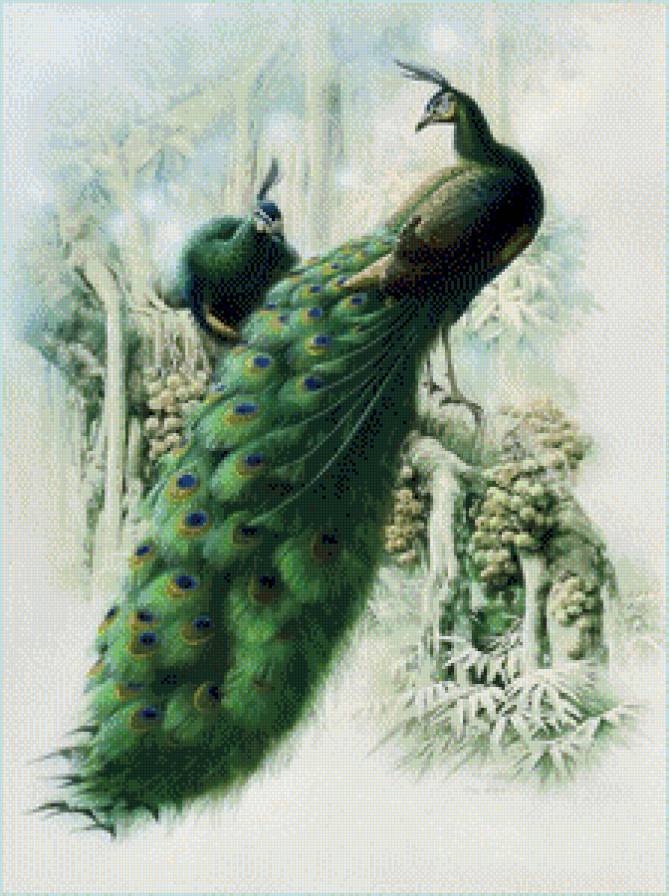 Павлины - предпросмотр