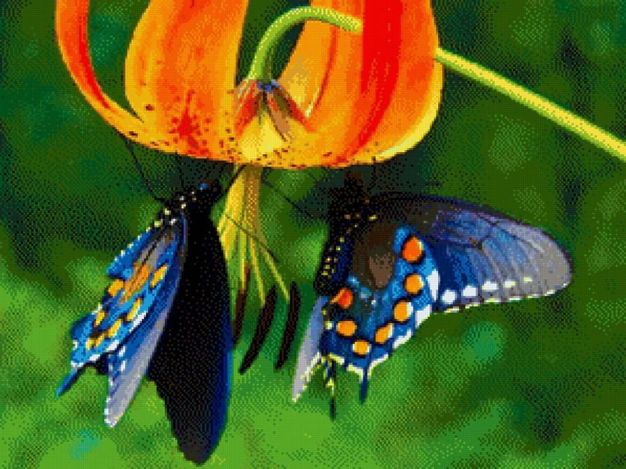 Бабочки - предпросмотр