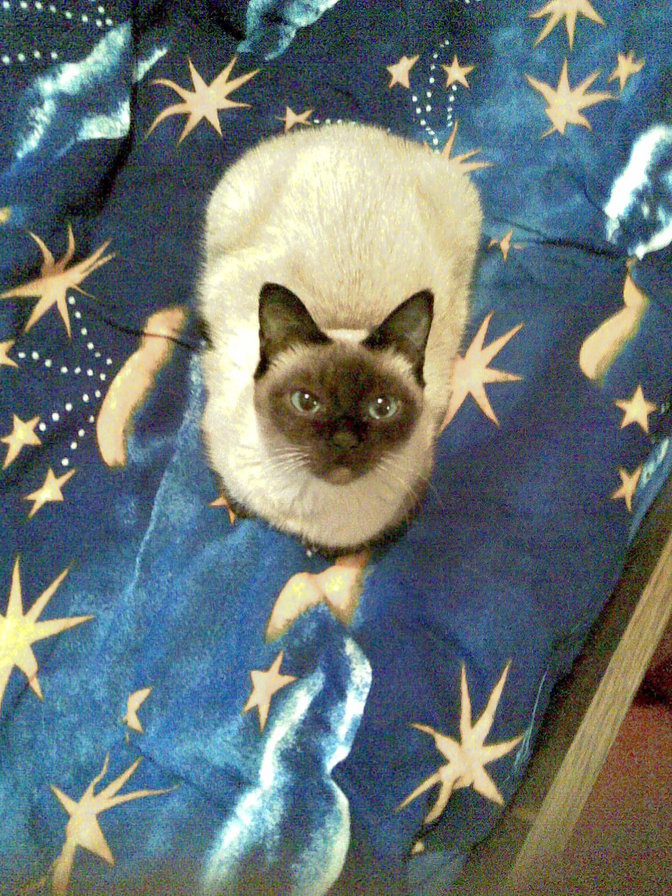 полина - оригинал