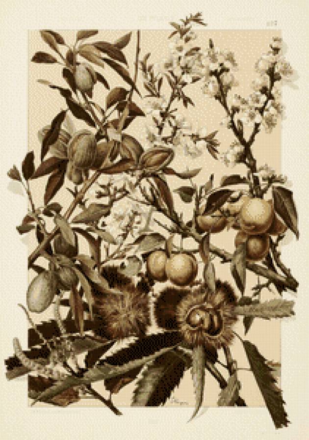 цветы и плоды - цветы и плоды - предпросмотр