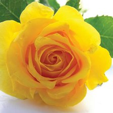 Оригинал схемы вышивки «желтая роза» (№556018)